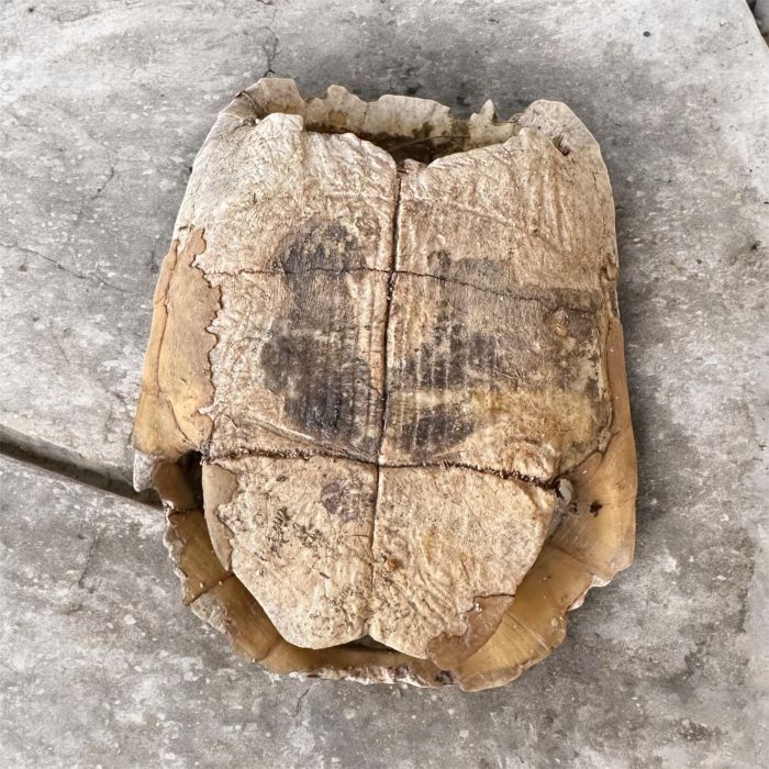 Kaplumbağa Kabuğu