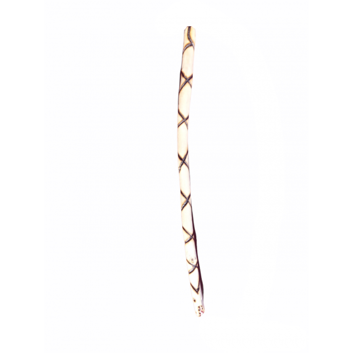 Sea Snake Değnek